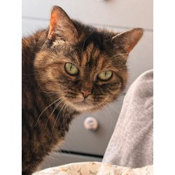 Knipex-Tangen.nl | TESTTANG | TESTTANG