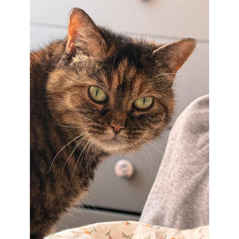 Knipex-Tangen.nl | TESTTANG | TESTTANG